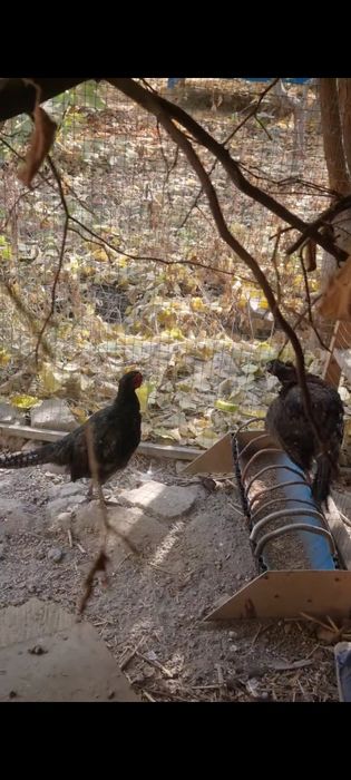 1 juft Rumin fazan sotiladi