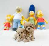 Maltipoo Mini Toy Document Pedigree Fci , Microcip si Pasaport Europea