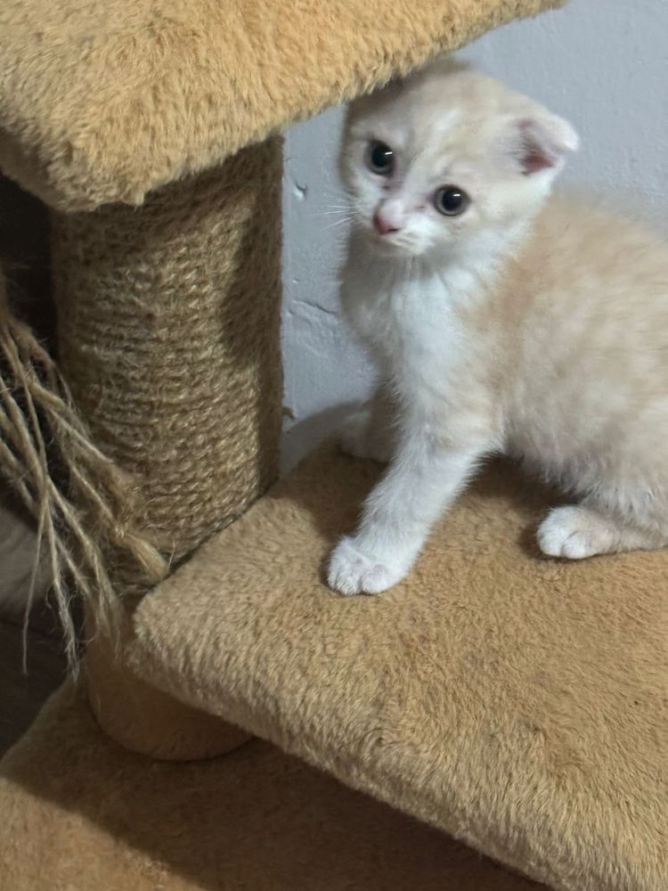 Котенок вислоухий 2, 5 месяца