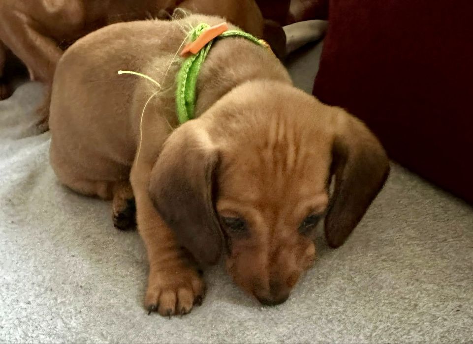 Дакелче бебе момченце