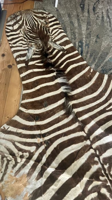 Piele de zebra naturala