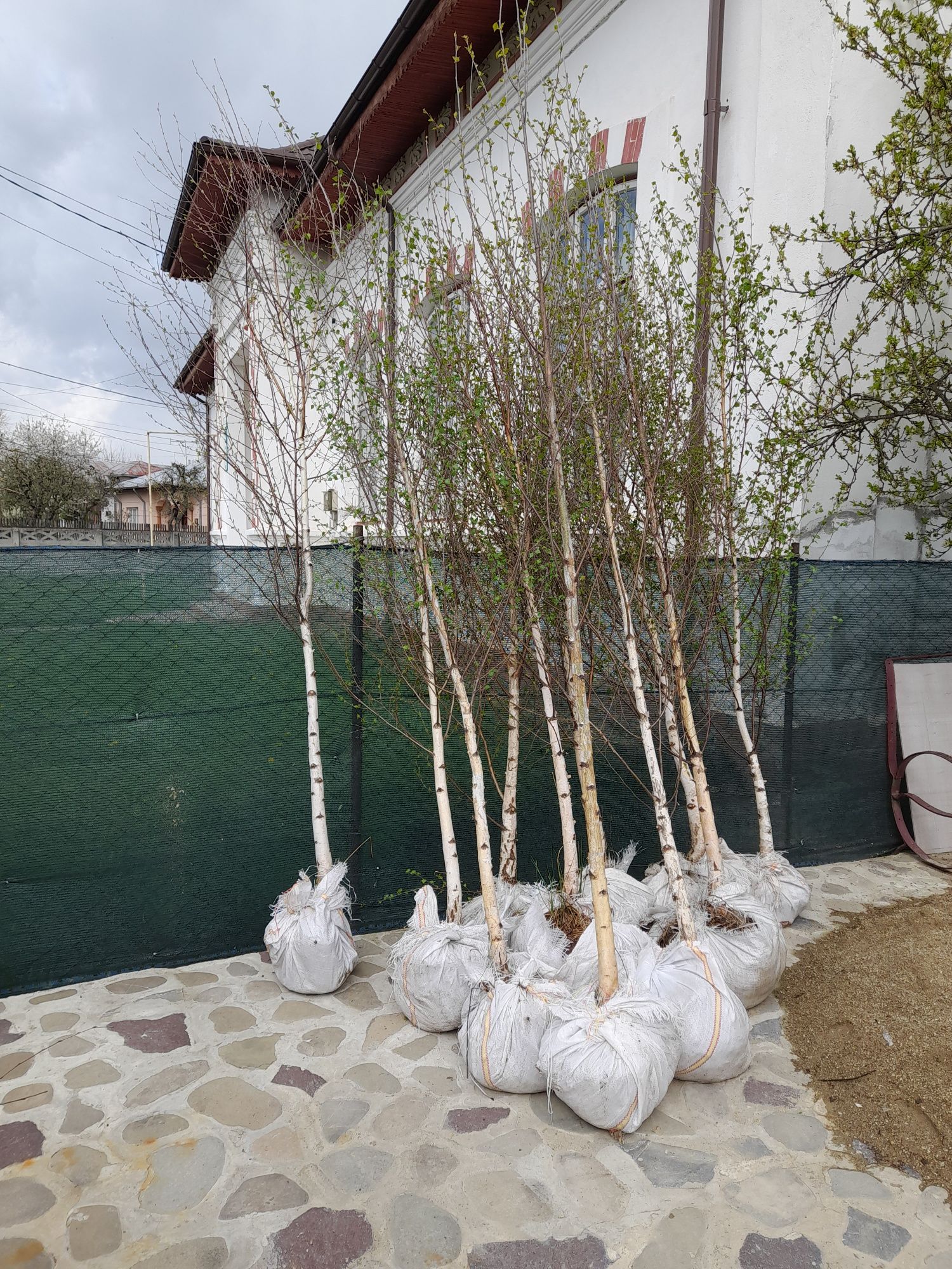 Plante ornamentale Tuia smarald Mesteacăn Leylandii Spirale etc.