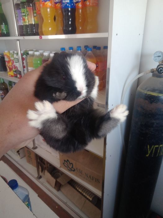 Ulkeymitn kiwkentay qoyandar