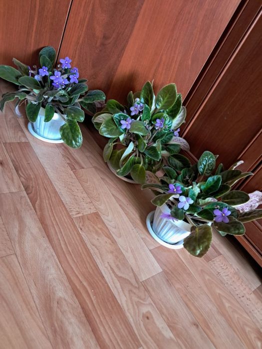 Продам фиалки 2000 тнг