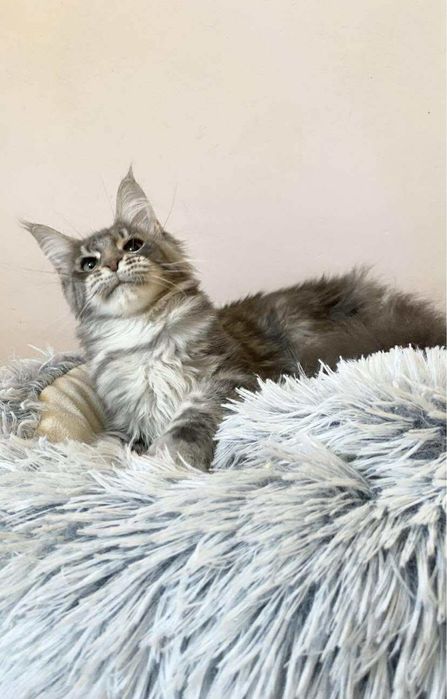 Мейн куун котенца