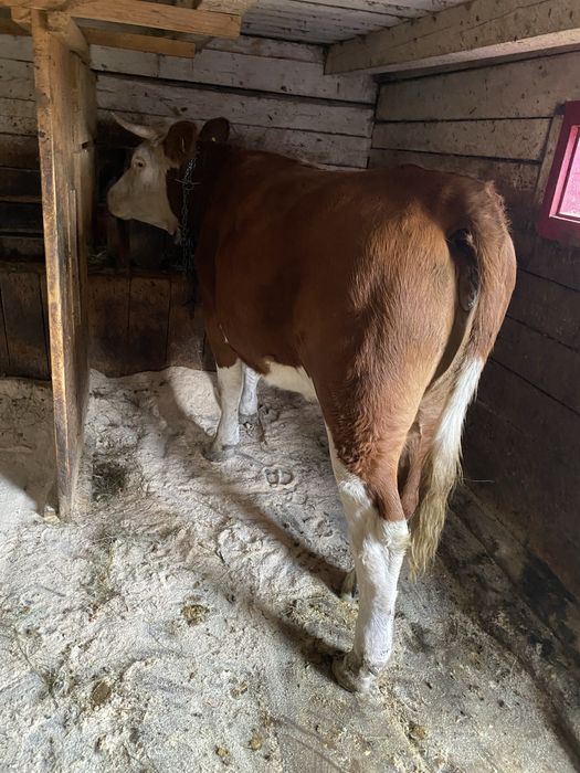 Vand Jurinca Baltata Romaneasca