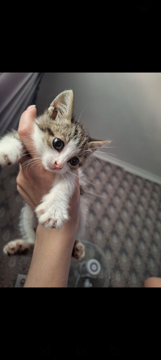 Котенок, девочка, 2 месяца игривая ждёт любящих хозяев