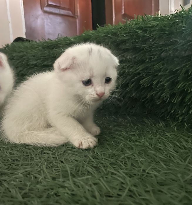 Продаются породистые котята