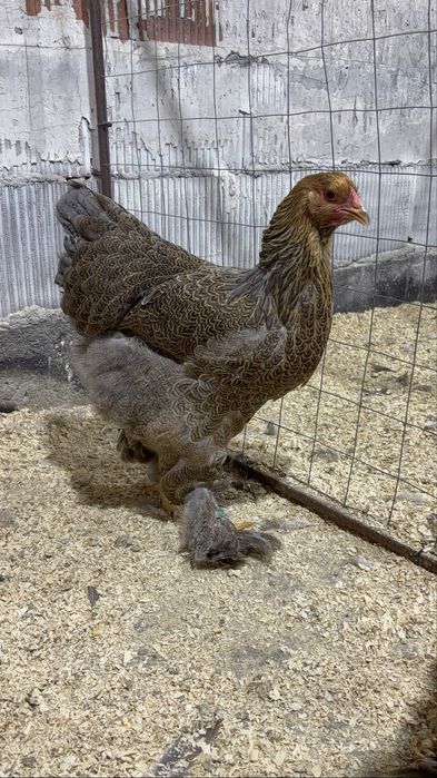 Pereche brahma potarnichiu albastru