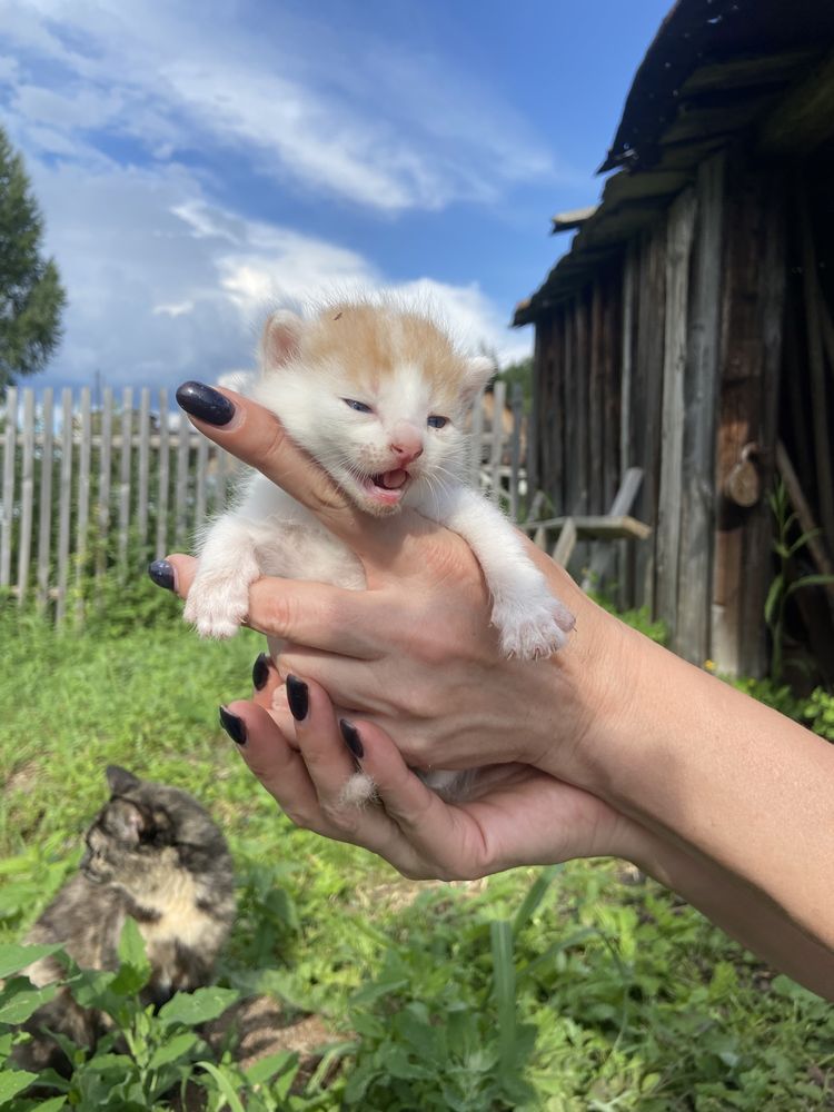 Отдам даром котят