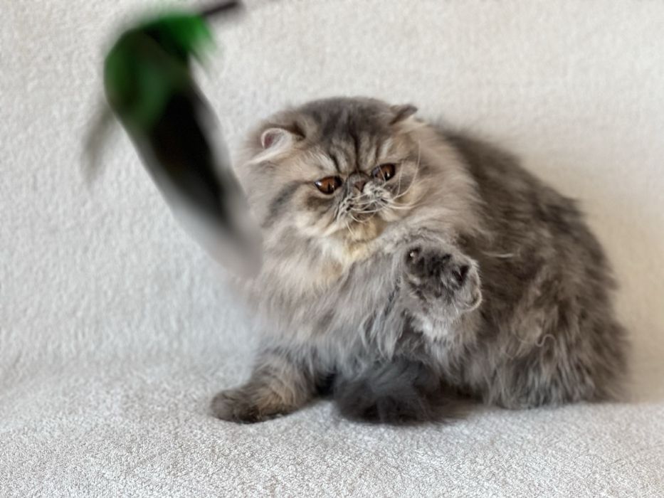 Чистопородна персийска женска котка-3 години, синьо таби – търси дом