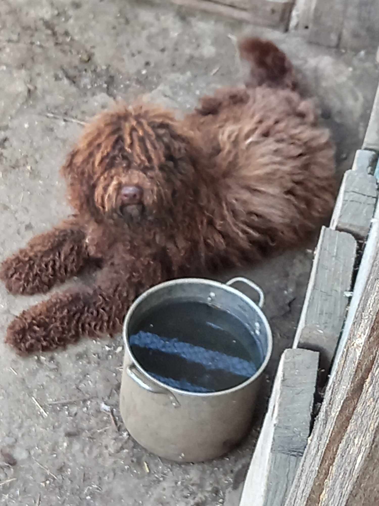 Vând un câine Lagotto Romagnolo