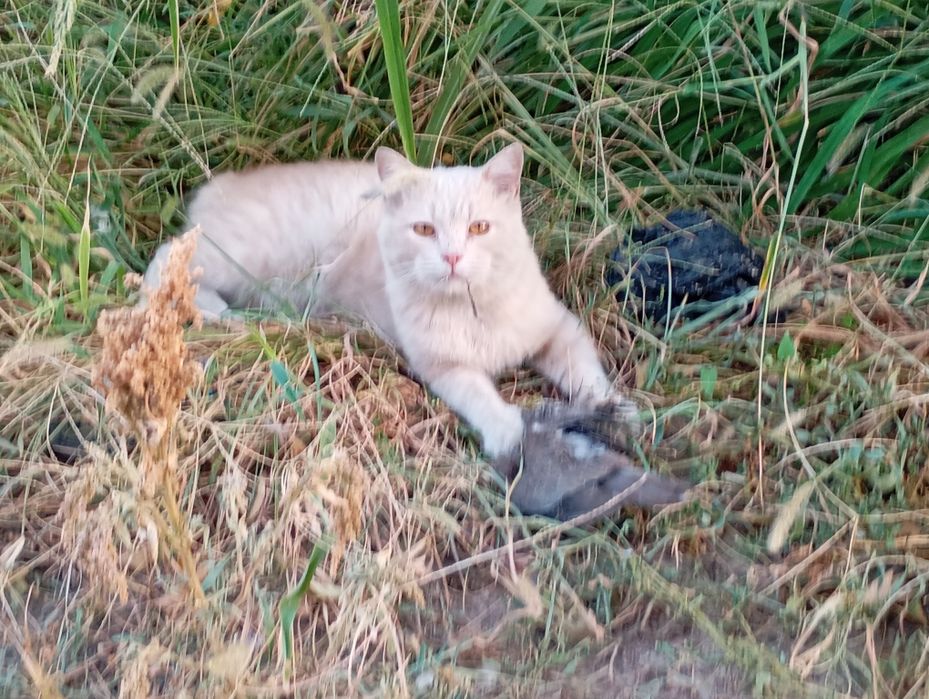 Котята британской породы