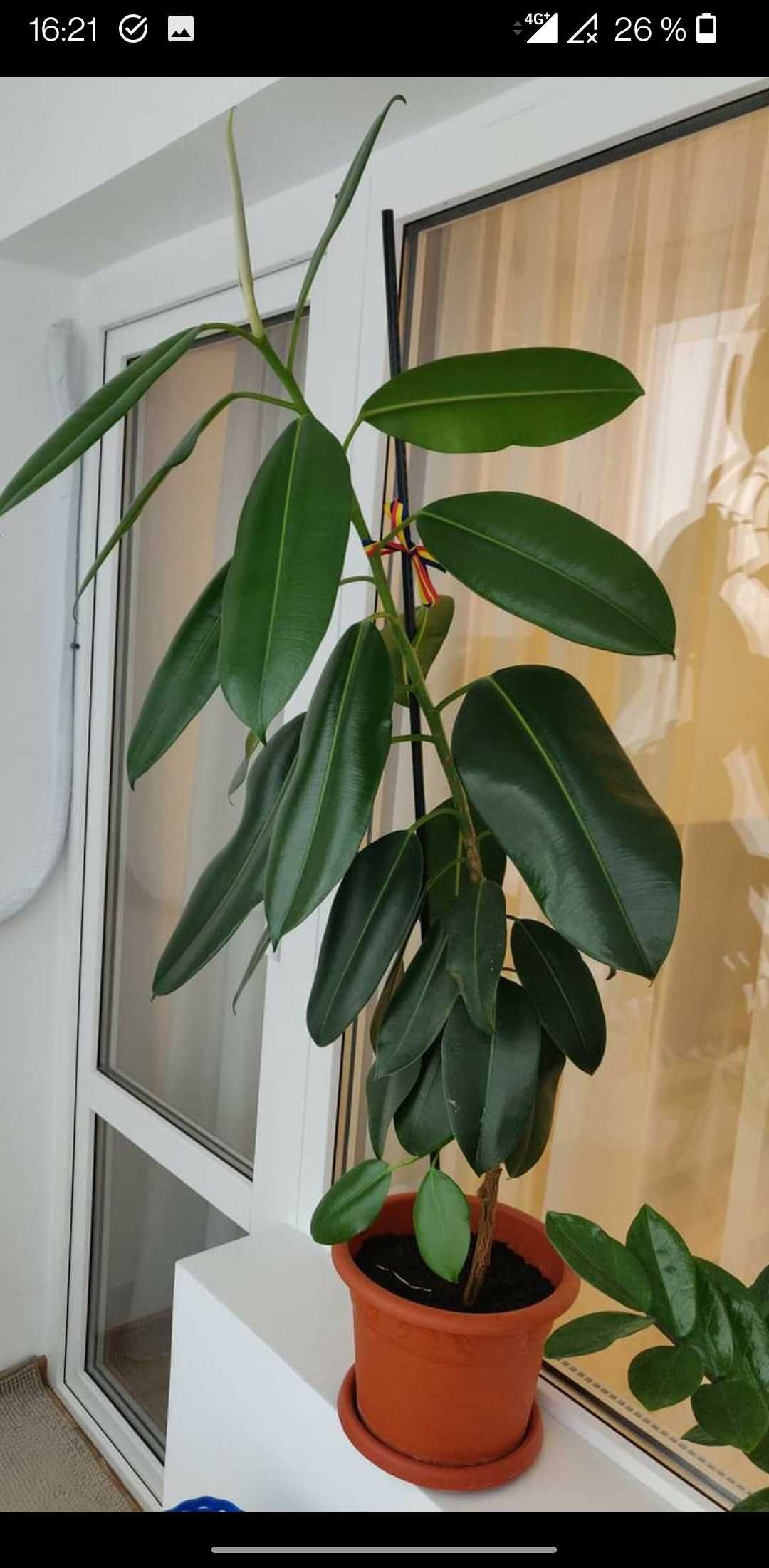 Ficus- Planta de apartament