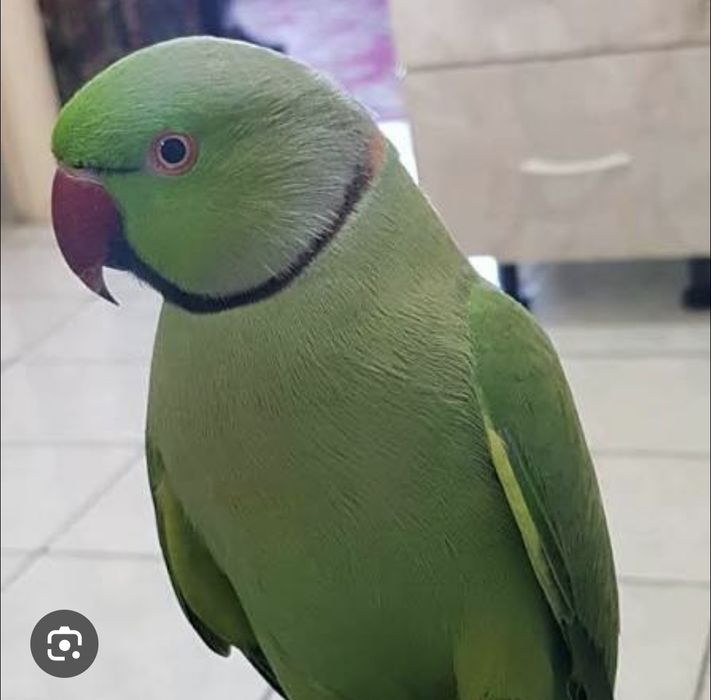 Papagal Micul Alexandru și Agapornis