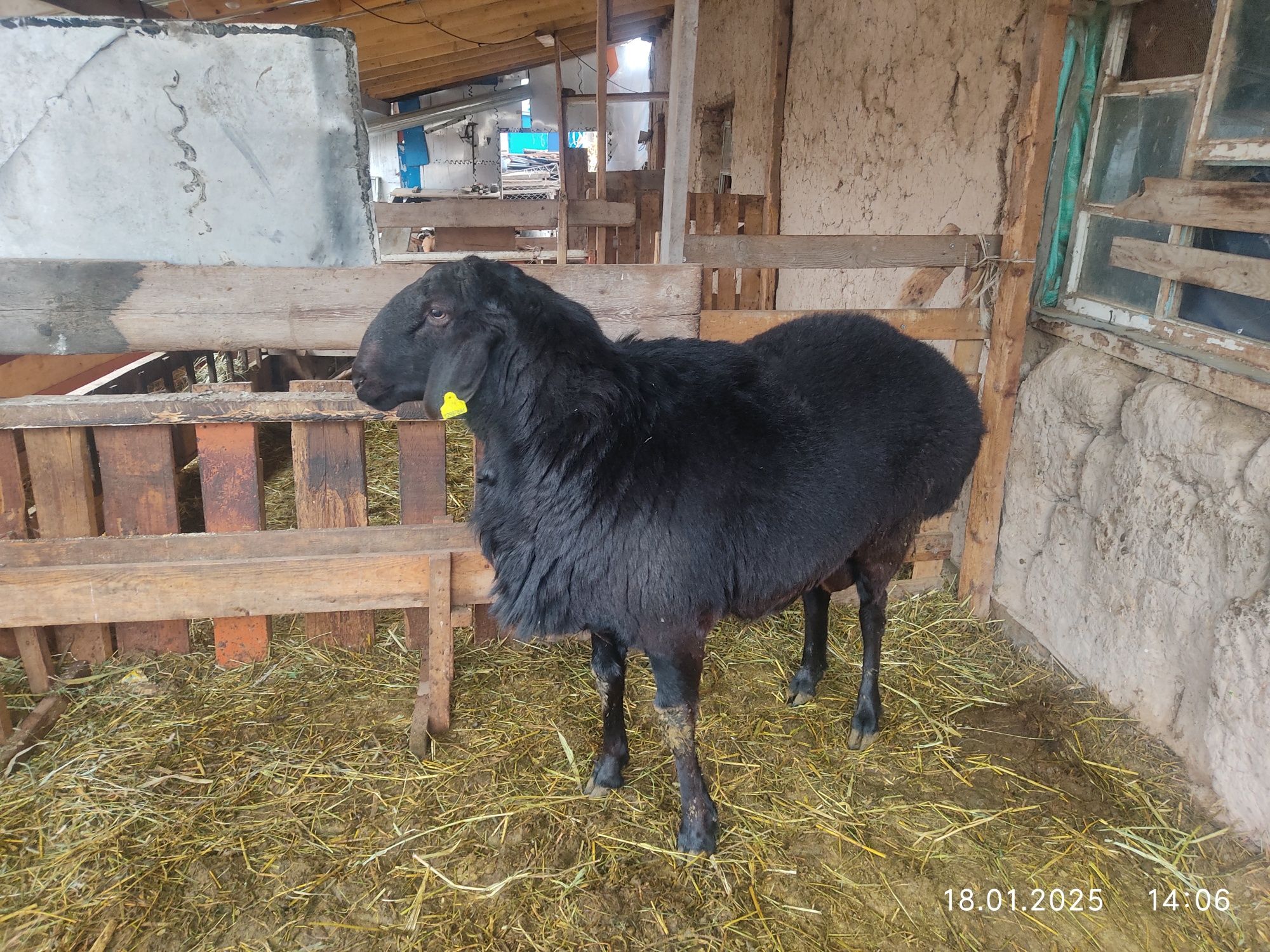Кочкар гиссар 2 . 5 года.