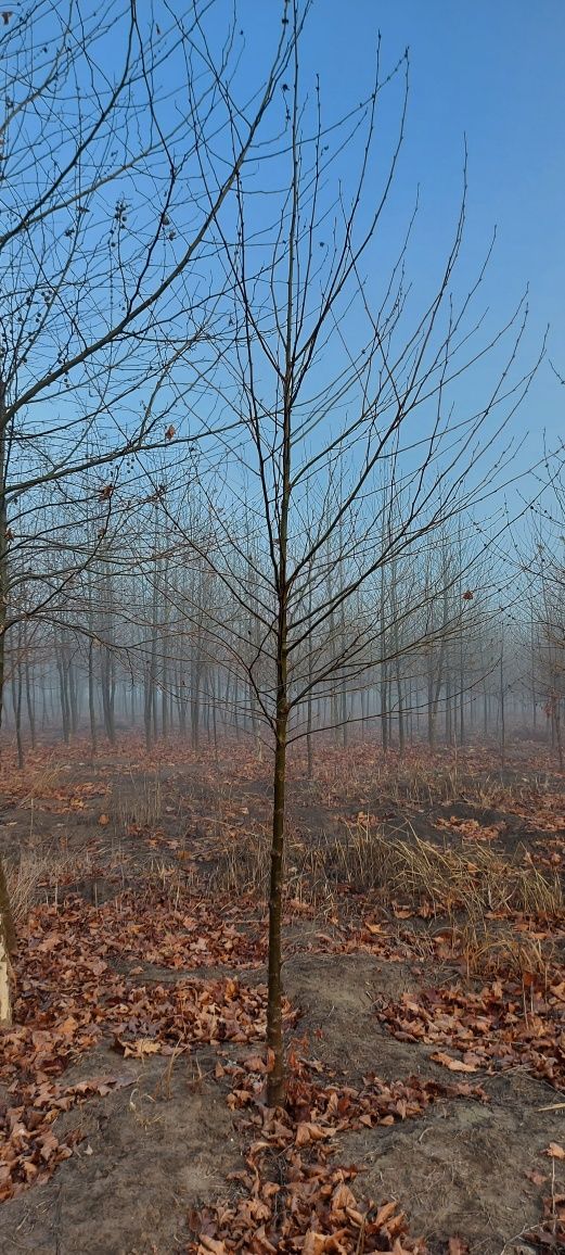 Platani - Mesteacăn alb ( betula pendula)