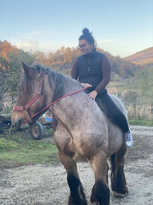 Vand cal castrat de 7 ani