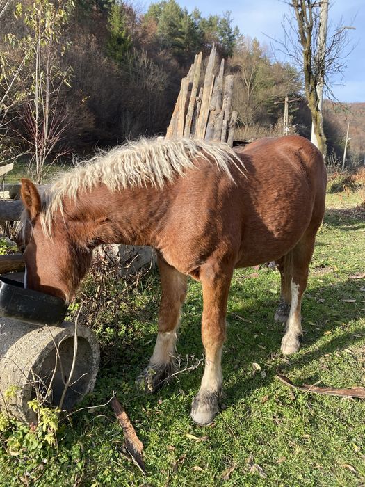 Vand manzul din imagini