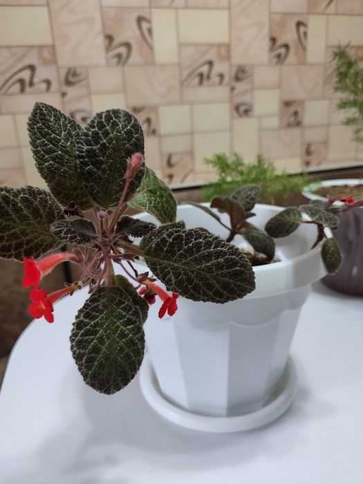 Продам цветок эписция