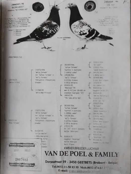 Porumbei voiajori cu pedigree de vanzare