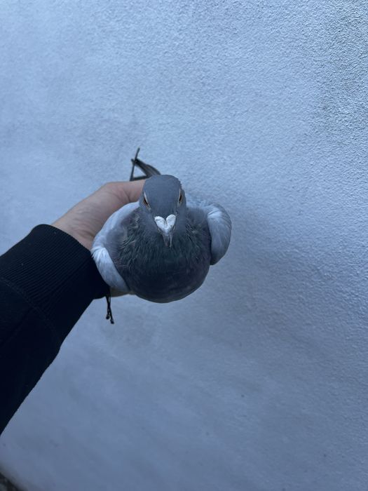 Femelă 2022 Gaby Vandenabeele