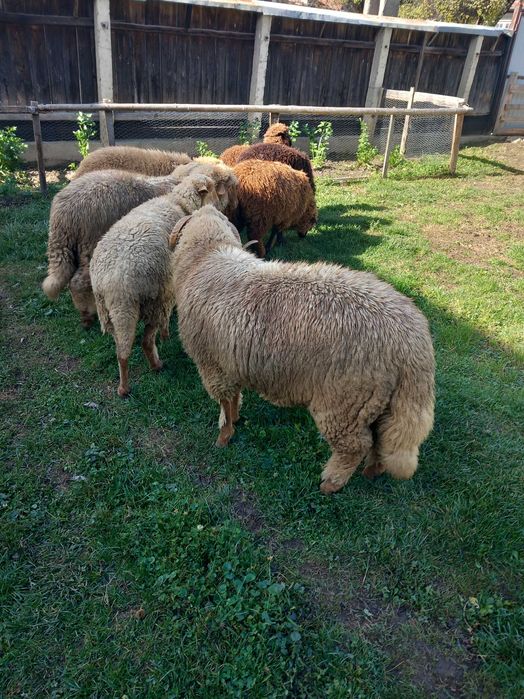 Vând berbec de anul ăsta și mioare