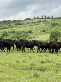 Juninci / vitele  black angus