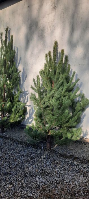 Новогодние елки.Сосны , ели и пихты.