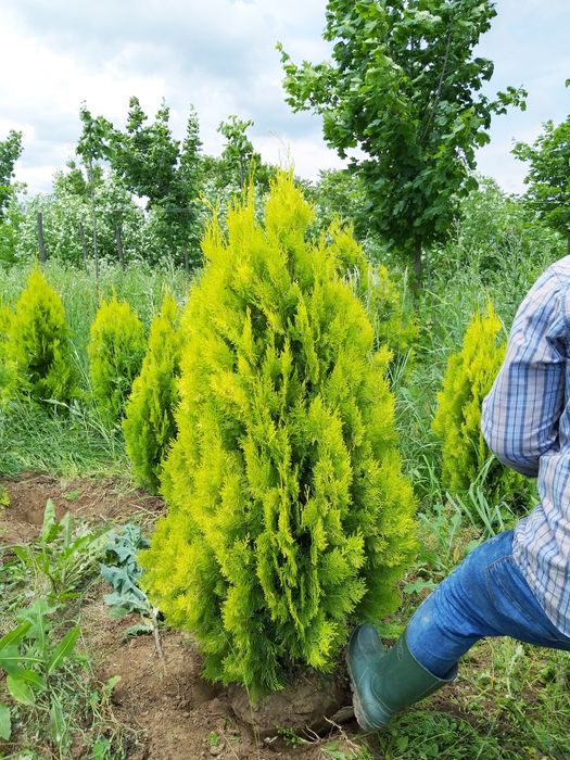 Tuia smaragd, aurea, spirala, occidentalis columnaris