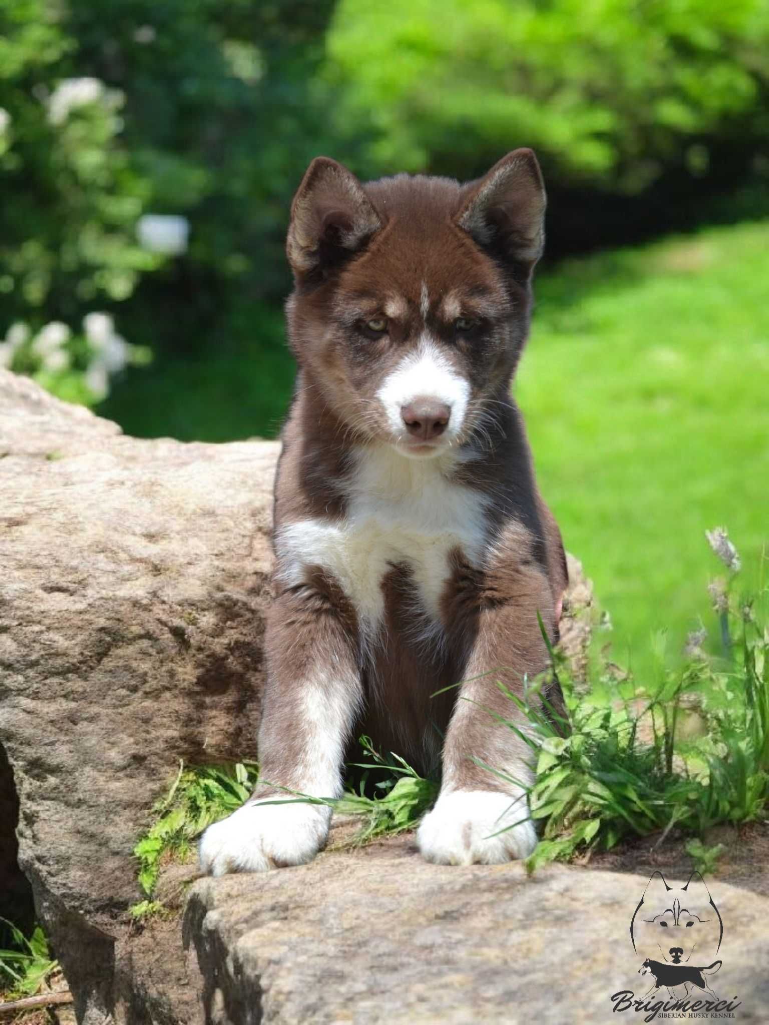 Raritate! Husky Siberian culoare inedita