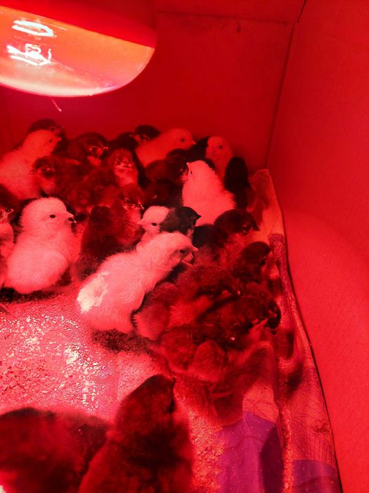 Pui de o zi de Australorp negru