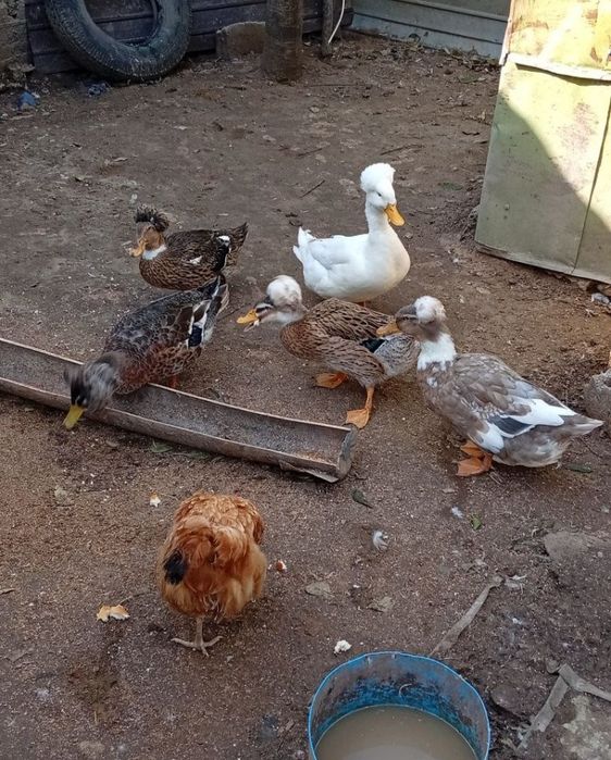 Rațe moțate vor să schimbe locația