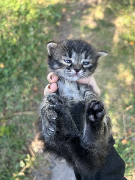 Котята ищут дом!