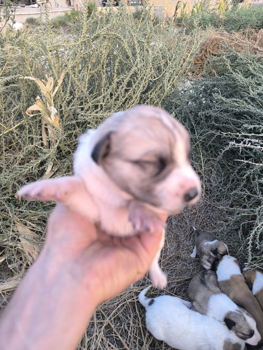 Pitbull bolalari