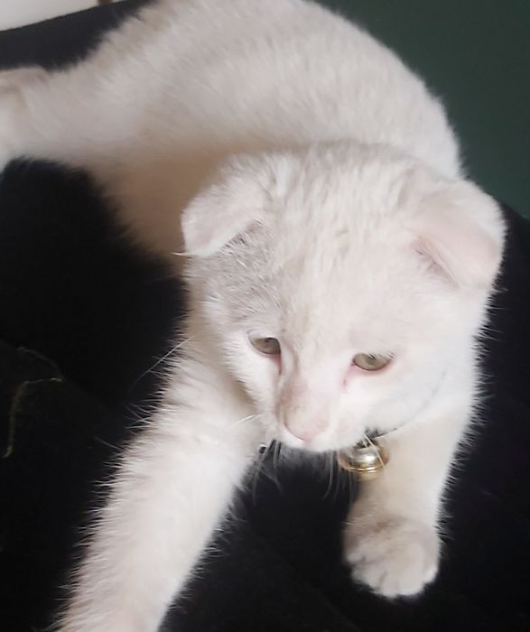 Мушук киз бола 4 ойли