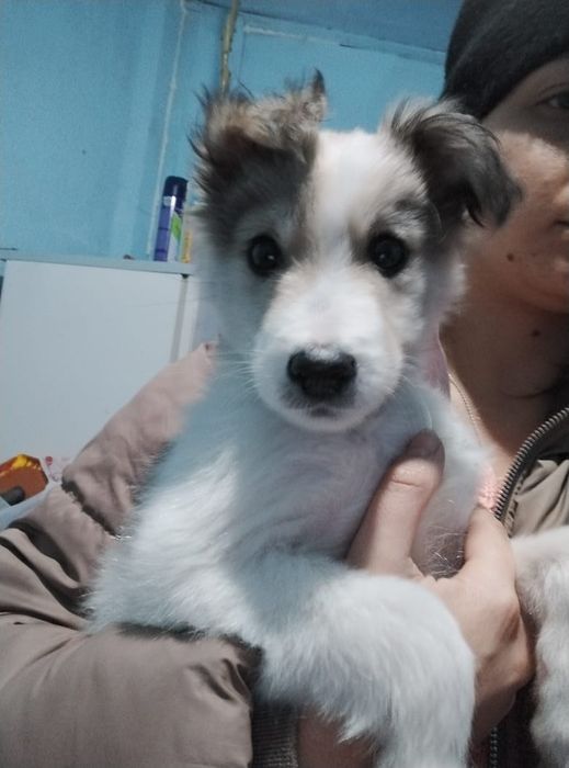 Отдам домашнего щенка