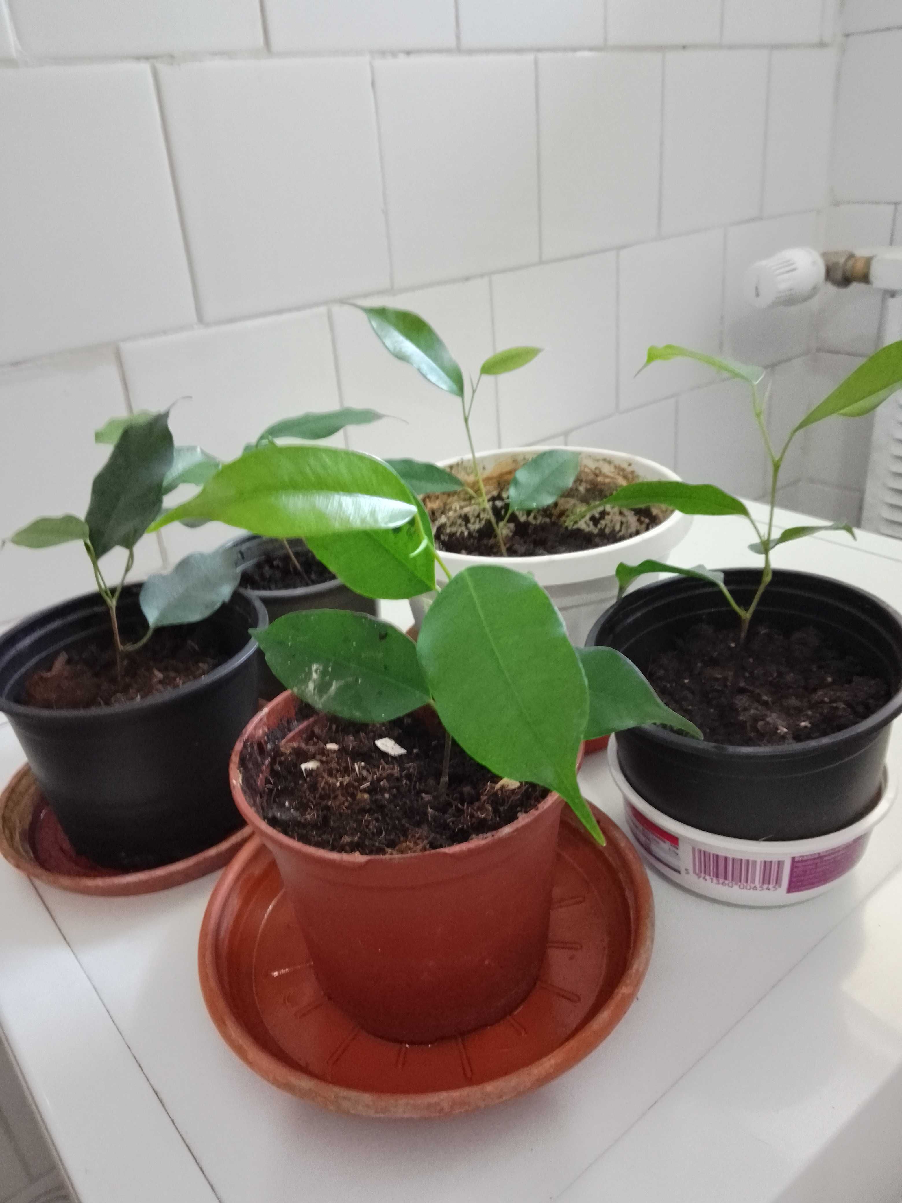 plante pentru locuinta