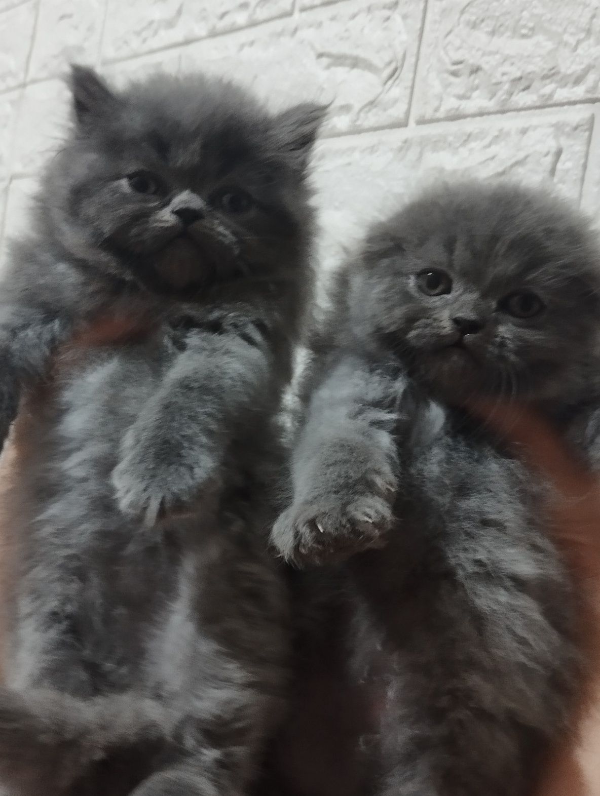 Продам котят породы скотиш фолд