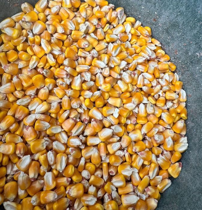 Vand grau si porumb recolta 2025