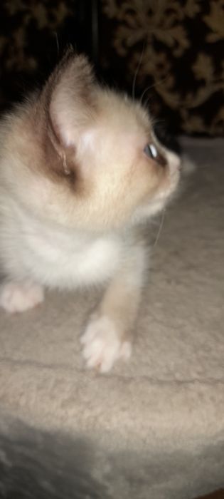 Скоттиш страйт девочка кофейного раскраса