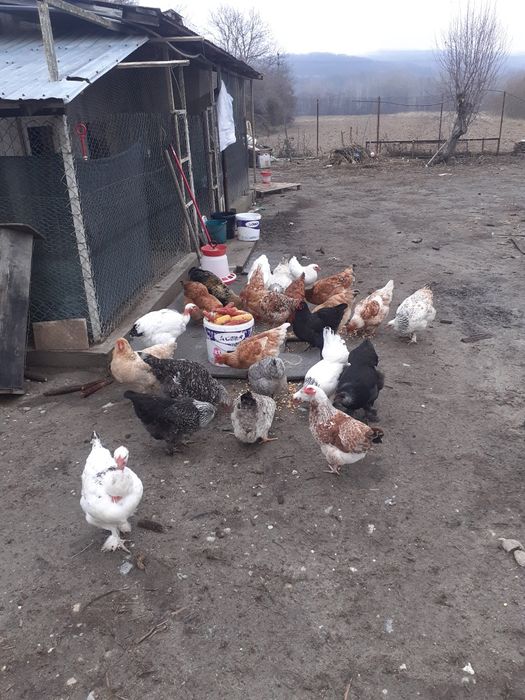 Găini.romanesti.de.casa.ft.outoare