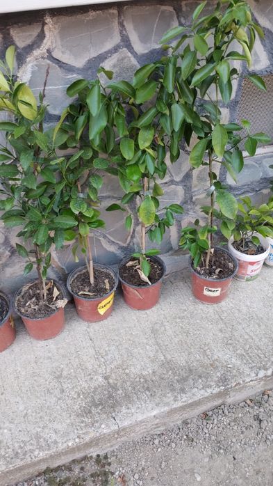 Portocali, Grepfruit,Mandarin puieți pentru in altoit.
PrAețul în func