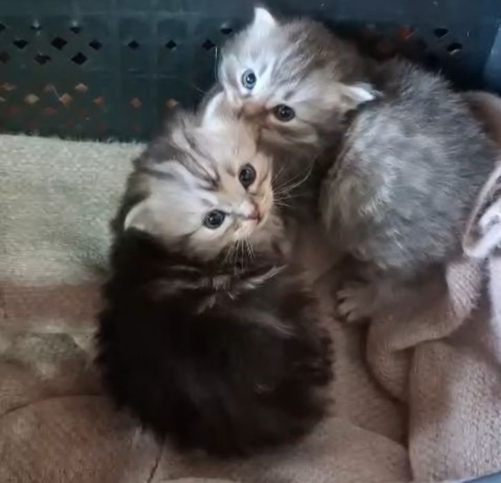 Отдам бесплатно чудных котят в добрые руки
