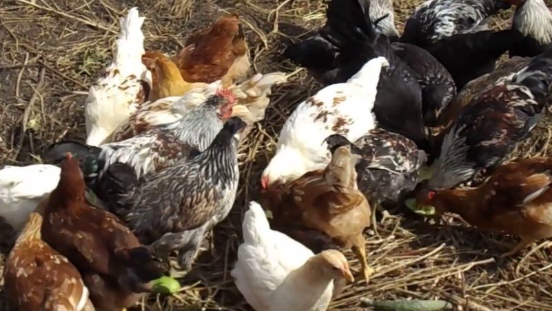 Молодые курочки привитые