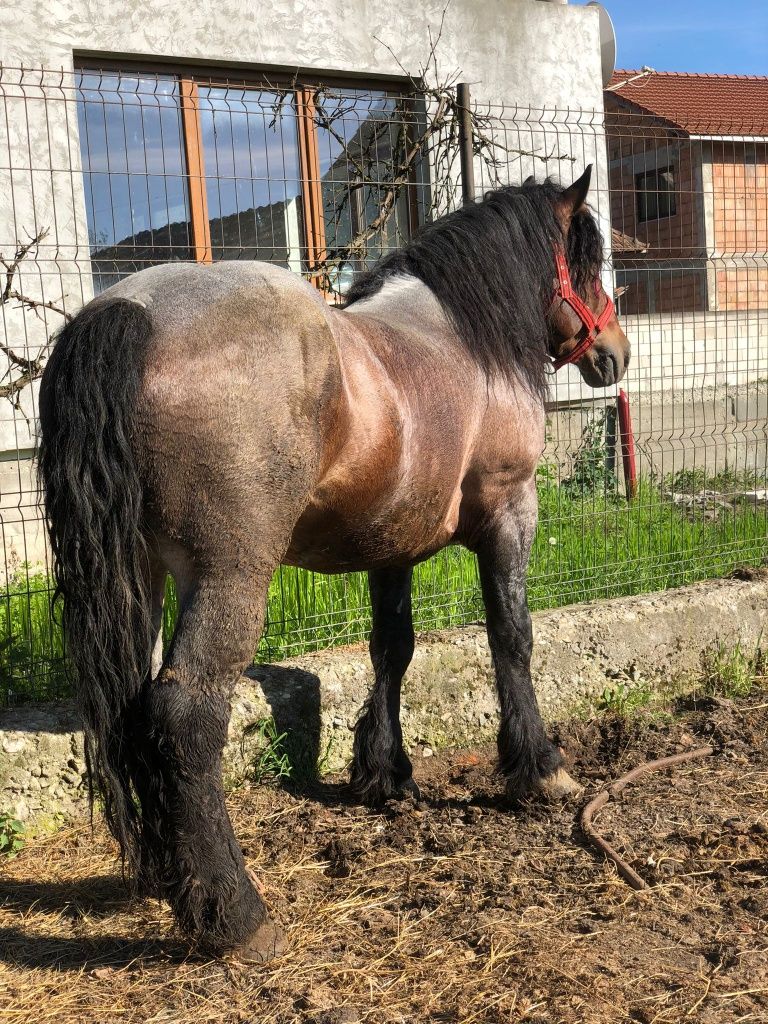 Armasar greu cu forme.bune pt pretentiosii  de 5 ani lucrat la padure.