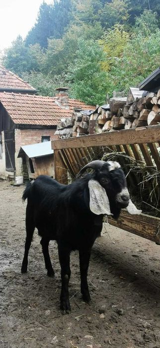 Vand iadă din primavara