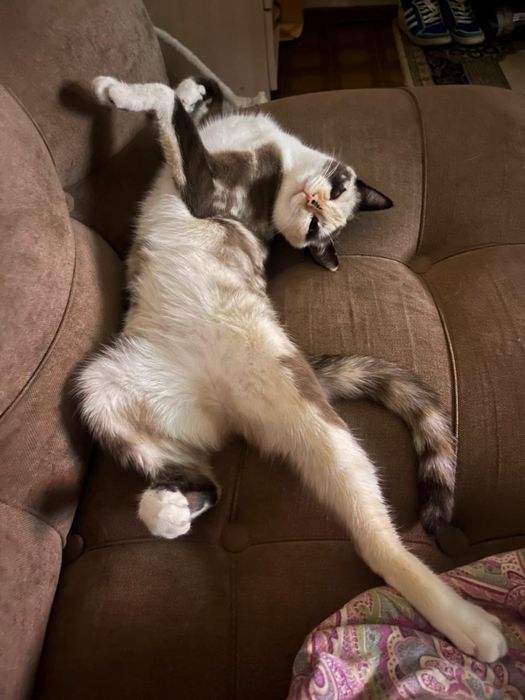 Отдам кошку бесплатно в хорошие руки