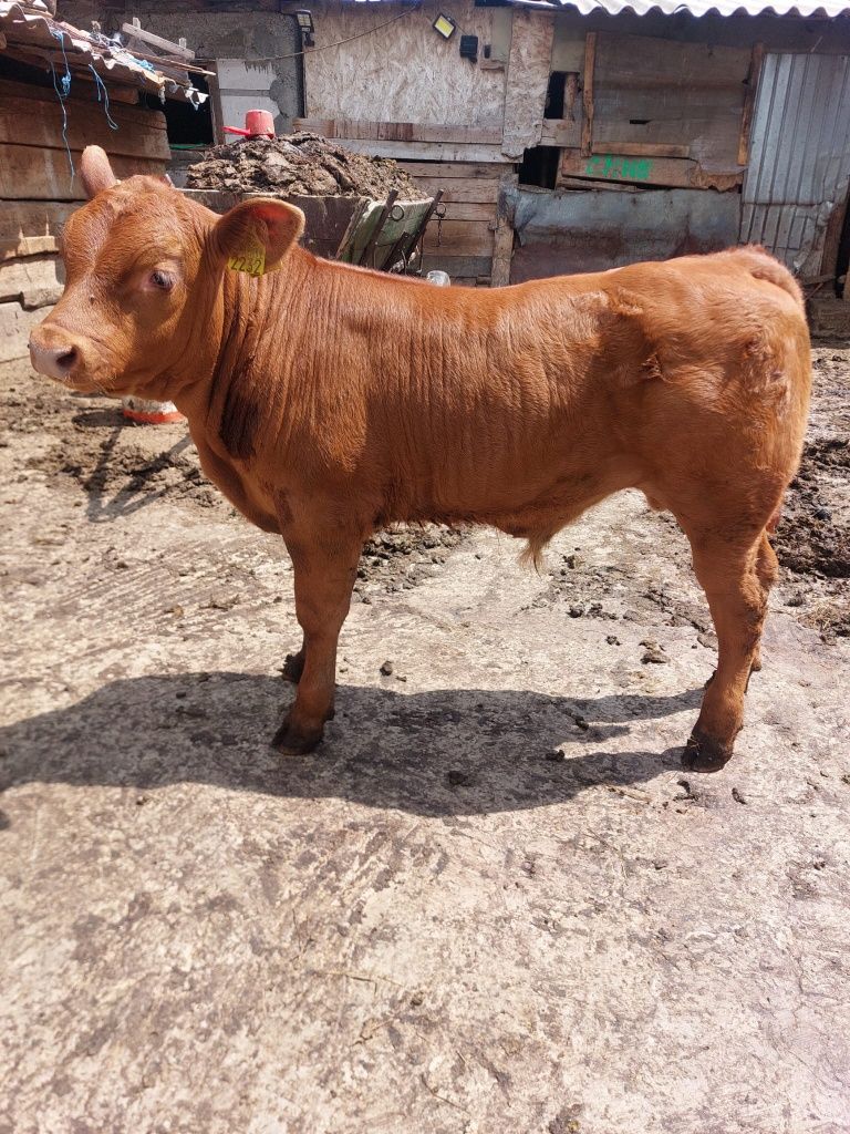Vacă gestantă metis Angus – fătare în 1 lună, talie mare