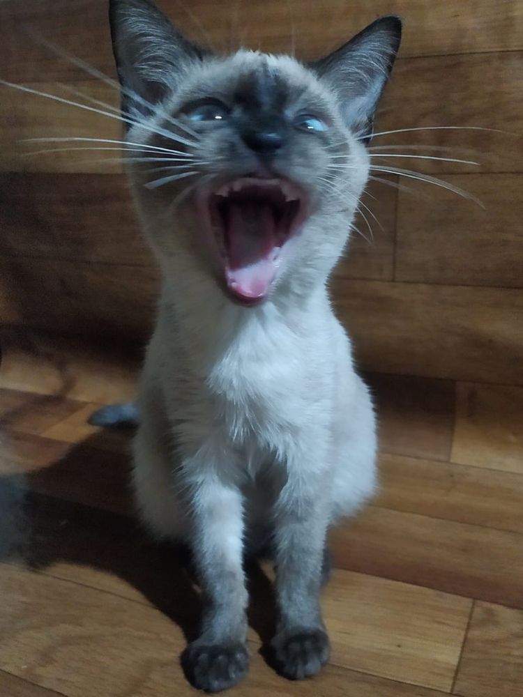 Отдам даром котят в добрые руки!